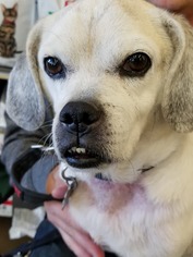 Puggle Dogs for adoption in New Castle, DE, USA