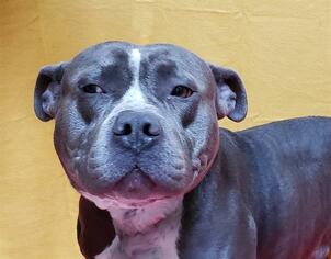 Staffordshire Bull Terrier Dogs for adoption in Fairfield, CA, USA