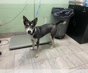 Siberian Husky-Unknown Mix Dogs for adoption in Grand Prairie, TX, USA