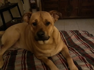 Small Chinese Shar-Pei Mix