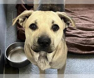 Siberian Husky-Unknown Mix Dogs for adoption in Orange, CA, USA
