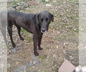 Great Dane-Labrador Retriever Mix Dogs for adoption in Bolivar, MO, USA