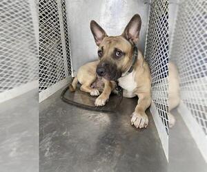 American Pit Bull Terrier Dogs for adoption in Bakersfield, CA, USA