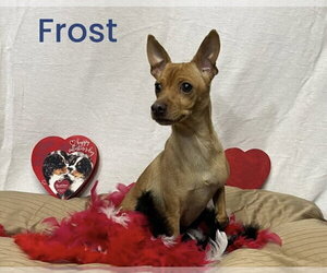 Chipin Dogs for adoption in NEWPORT NH, NH, USA
