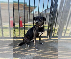 Labrador Retriever-Unknown Mix Dogs for adoption in Riverside, CA, USA