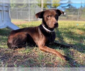 Chiweenie Dogs for adoption in Conroe, TX, USA