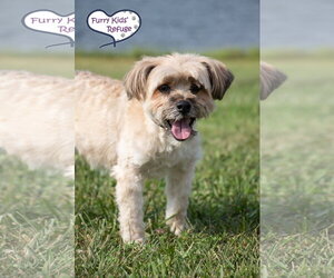 Havanese-Unknown Mix Dogs for adoption in Lee's Summit, MO, USA