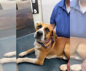 Black Mouth Cur-Unknown Mix Dogs for adoption in Mobile, AL, USA