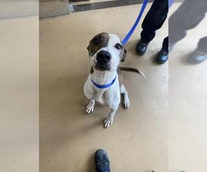 American Pit Bull Terrier Dogs for adoption in Chula Vista, CA, USA
