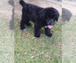Pyredoodle Dogs for adoption in Eastman, GA, USA