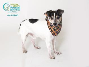 Small Parson Russell Terrier