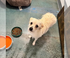 Chihuahua-Unknown Mix Dogs for adoption in Chico, CA, USA