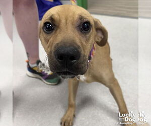 Labrador Retriever-Unknown Mix Dogs for adoption in Washington, DC, USA