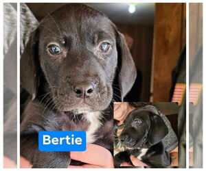 Catahoula Leopard Dog Dogs for adoption in Farmerville, LA, USA