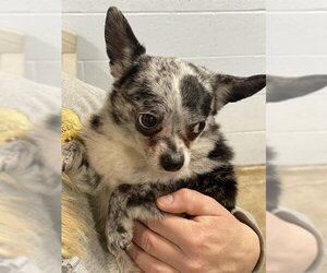Chihuahua Dogs for adoption in Westminster, MD, USA