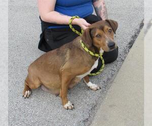 Basset Hound-Labrador Retriever Mix Dogs for adoption in Louisville, KY, USA