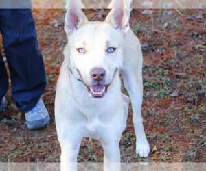 Labsky Dogs for adoption in Tallahassee, FL, USA