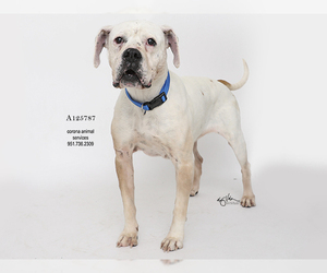 American Bulldog Dogs for adoption in Corona, CA, USA
