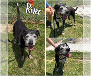 Mutt Dogs for adoption in Pierceton , IN, USA