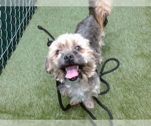 Shih Tzu-Unknown Mix Dogs for adoption in Downey, CA, USA