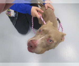 American Pit Bull Terrier Dogs for adoption in Ocala, FL, USA