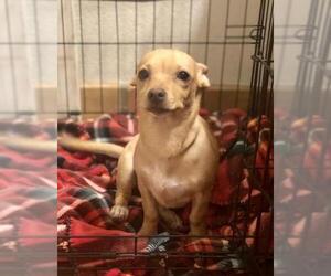 Chi-Corgi Dogs for adoption in Mesa, AZ, USA