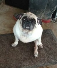 Pug Dogs for adoption in Cordova, TN, USA