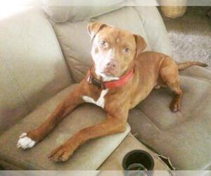 American Pit Bull Terrier Dogs for adoption in Spring, TX, USA