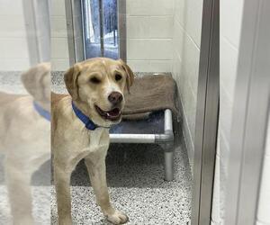 Boxer-Golden Retriever Mix Dogs for adoption in Canfield, OH, USA