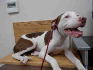 Lab-Pointer Dogs for adoption in Rosenberg, TX, USA