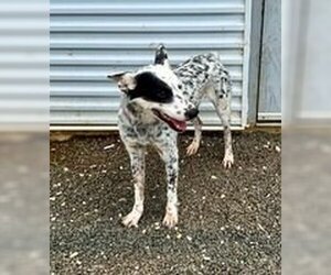 Rat Terrier-Unknown Mix Dogs for adoption in Pleasanton, TX, USA