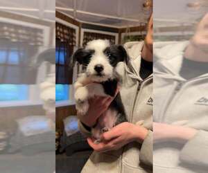 Chihuahua Dogs for adoption in Mechanicsburg, PA, USA