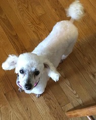 Poodle (Toy) Dogs for adoption in Abilene, TX, USA
