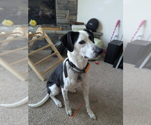Beagle-Unknown Mix Dogs for adoption in Aurora, IN, USA