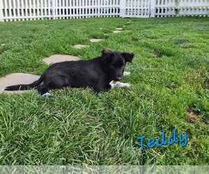 Collie-Unknown Mix Dogs for adoption in Rutledge, TN, USA