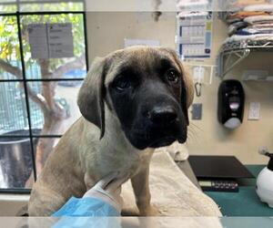 Mastiff Dogs for adoption in Pasadena, CA, USA