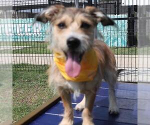 - Mix Dogs for adoption in San Antonio, TX, USA