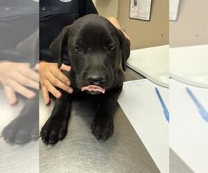 Labrador Retriever-Unknown Mix Dogs for adoption in Conroe, TX, USA