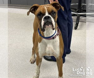 Boxer-Unknown Mix Dogs for adoption in Washington, DC, USA