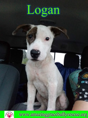 American Bulldog-Unknown Mix Dogs for adoption in Pensacola, FL, USA
