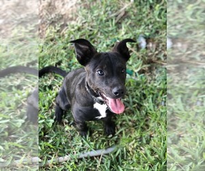 Rat-Cha Dogs for adoption in League City, TX, USA