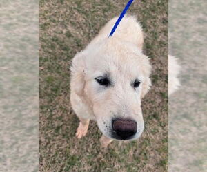 Great Pyrenees-Unknown Mix Dogs for adoption in Grafton, WI, USA
