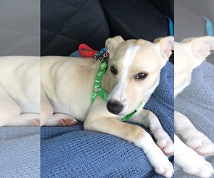 Medium Photo #1 Labrador Retriever-Unknown Mix Puppy For Sale in Missouri City, TX, USA