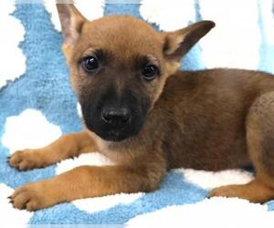 Mutt Dogs for adoption in Thief River Falls, MN, USA