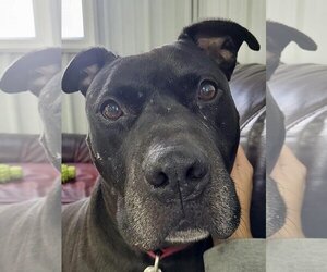 American Staffordshire Terrier-Unknown Mix Dogs for adoption in Lockport, NY, USA
