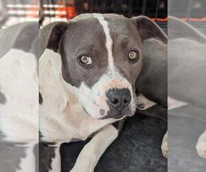 American Bulldog-Boston Terrier Mix Dogs for adoption in Pena Blanca, NM, USA