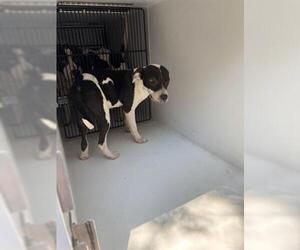 American Pit Bull Terrier-Unknown Mix Dogs for adoption in Houston, TX, USA