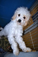 Maltese Dogs for adoption in San Jacinto, CA, USA