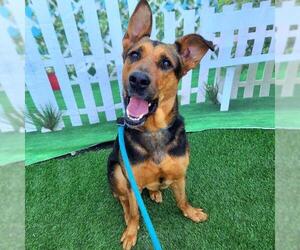 German Shepherd Dog-Unknown Mix Dogs for adoption in Long Beach, CA, USA