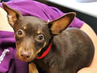 Miniature Pinscher Dogs for adoption in Hillsdale, IN, USA